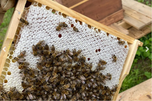 Lade das Bild in den Galerie-Viewer, natürlichster Wabenhonig