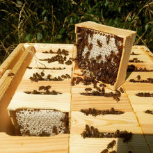 Lade das Bild in den Galerie-Viewer, natürlichster Wabenhonig