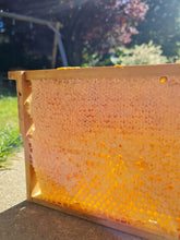 Lade das Bild in den Galerie-Viewer, Wabenhonig - Auf Anfrage für die nächste Saison 2023- pro 100g - Dreiburgenland Imkerei Stefan Umlauf