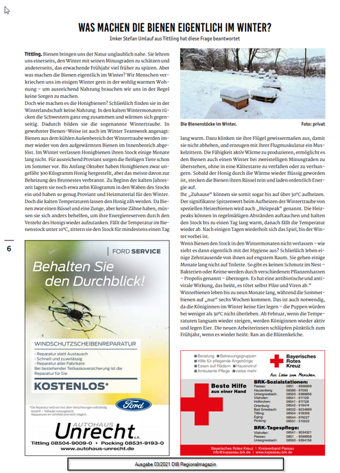 Was machen die Bienen eigentlich im Winter?